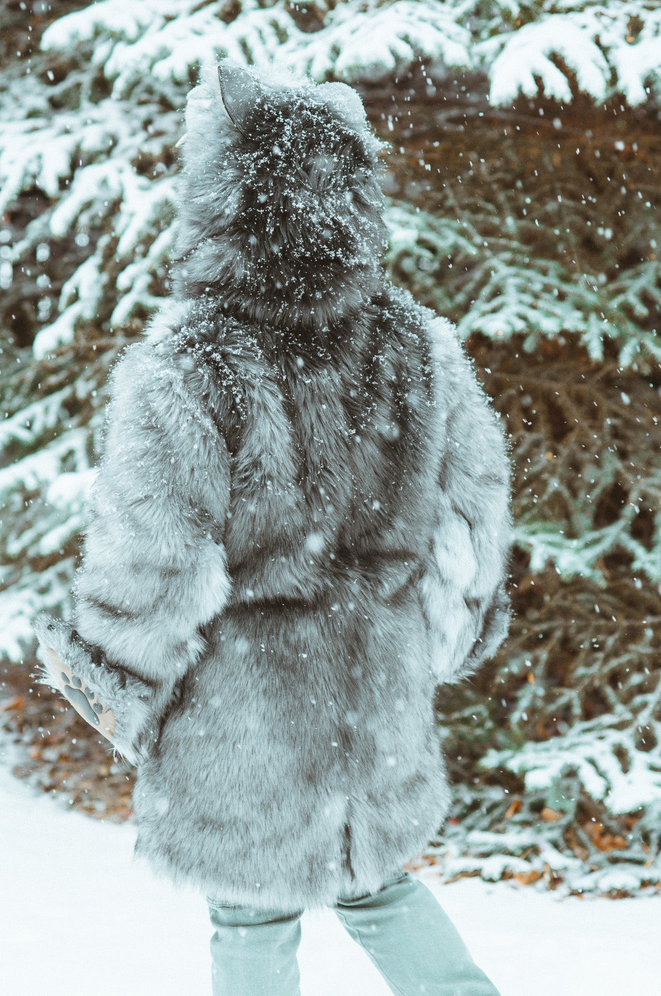 THE TIMBER WOLF COAT, v6